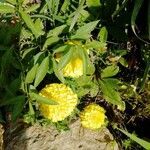 Tagetes erecta habit picture by Madeleine Madeleine Levé (cc-by-sa)