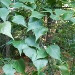 Betula populifolia leaf picture by David Hill (cc-by-sa)