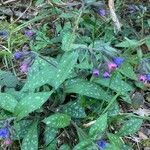 Pulmonaria affinis leaf picture by stanislas landois (cc-by-sa)