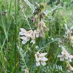 Vicia pannonica flower picture by endangeredPlants (cc-by-sa)