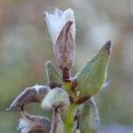 Salix pyrenaica fruit picture by Yoan MARTIN (cc-by-sa)