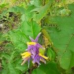 Solanum subinerme flower picture by serge Corm (cc-by-sa)