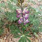 Lupinus stiversii flower picture by Victor Caldwell (cc-by-sa)