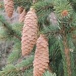 Picea mariana fruit picture by Mathew March (cc-by-sa)