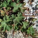 Alchemilla fissa leaf picture by Cristian Zanella Cristian Zanella (cc-by-sa)