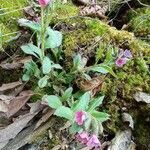 Pulmonaria obscura flower picture by Jan Švec (cc-by-sa)