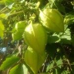 Cardiospermum grandiflorum fruit picture by mohamed sabri guediri (cc-by-sa)