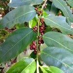 Ilex brevicuspis fruit picture by JP Corrêa Carvalho (cc-by-sa)