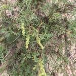 Ambrosia tenuifolia habit picture by Bernard Fabier (cc-by-sa)