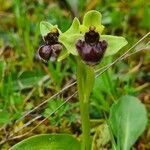 Ophrys bombyliflora habit picture by Pere Valls (cc-by-sa)