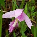 Pogonia ophioglossoides flower picture by BH Mundt (cc-by-sa)