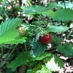 Fragaria vesca fruit picture by Richard Wishaupt (cc-by-sa)