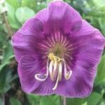 Cobaea scandens flower picture by sanchez Katherine (cc-by-sa)