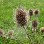 Dipsacus laciniatus fruit picture by Antoine Albisson (cc-by-sa)