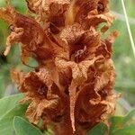 Orobanche laserpitii-sileris fruit picture by Yoan MARTIN (cc-by-sa)