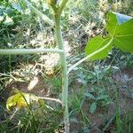 Ricinus communis habit picture by Castillo Diana (cc-by-sa)