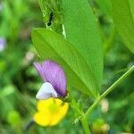 Vicia bithynica flower picture by Clément Garcia (cc-by-sa)