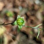 Linum perenne fruit picture by manuseitz (cc-by-sa)