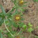 Carlina biebersteinii flower picture by Alexander Baransky (cc-by-sa)