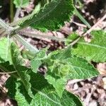 Salvia verticillata leaf picture by Anne Maugé (cc-by-sa)