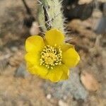 Opuntia ficus-indica flower picture by Mauricio León Carreño (cc-by-sa)