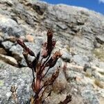 Gentianella weberbaueri fruit picture by Gabriel Ollivier (cc-by-sa)