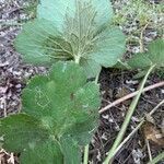 Ranunculus velutinus leaf picture by perihan yeşim perihan yeşim (cc-by-sa)