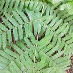 Osmunda regalis leaf picture by Jorge (cc-by-sa)