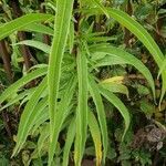 Helianthus maximiliani leaf picture by William Coville (cc-by-sa)