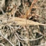 Hordeum marinum fruit picture by Henryk Rozanski (cc-by-sa)