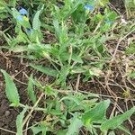 Commelina diffusa habit picture by susan brown (cc-by-sa)