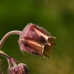 Geum hispidum fruit picture by Carlos Villasante (cc-by-sa)