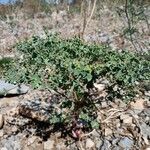 Euphorbia terracina habit picture by lou declercq (cc-by-sa)