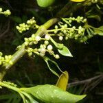 Phoradendron piperoides fruit picture by Nelson Zamora Villalobos (cc-by-nc)