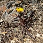 Scorzoneroides pyrenaica habit picture by Alain Bigou (cc-by-sa)