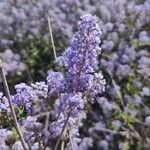 Ceanothus tomentosus flower picture by ben parnas (cc-by-sa)