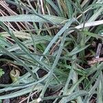 Catananche caerulea leaf picture by Else Nolden (cc-by-sa)