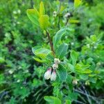 Lonicera pyrenaica habit picture by Bubz Pinson (cc-by-sa)