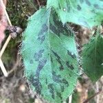 Pilosella glacialis leaf picture by Laurent Colombet (cc-by-sa)