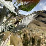 Senecio tergolanatus leaf picture by Fabien Anthelme (cc-by-sa)