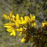 Ulex parviflorus flower picture by Nicole Coulomb (cc-by-sa)