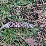 Pinus strobus fruit picture by Willem Defieuw (cc-by-sa)