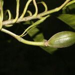 Erblichia odorata fruit picture by Nelson Zamora Villalobos (cc-by-nc)