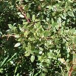 Salix foetida habit picture by Yoan MARTIN (cc-by-sa)