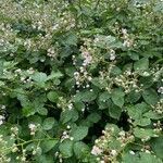 Rubus armeniacus habit picture by Birgit Amtsberg (cc-by-sa)