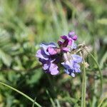 Oxytropis lapponica flower picture by Muge 57 (cc-by-sa)