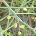 Asparagus maritimus flower picture by Emmanuel Torquebiau (cc-by-sa)