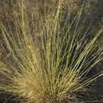 Stipa capillata leaf picture by Zeas Victor (cc-by-sa)