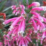 Erica discolor flower picture by Daniel Barthelemy (cc-by-nc)