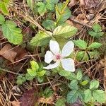 Rubus trivialis flower picture by sterling eason (cc-by-sa)